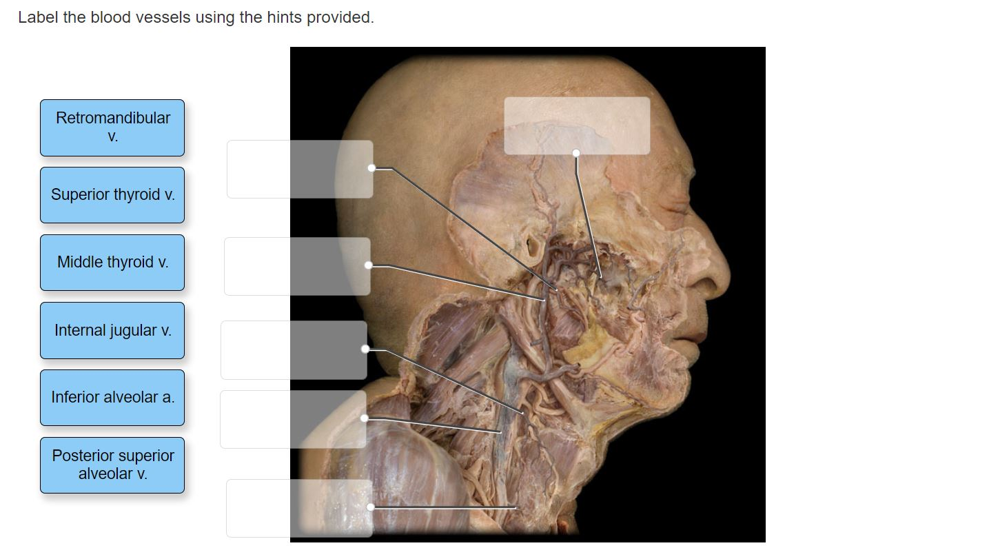 Solved Label the blood vessels using the hints provided.