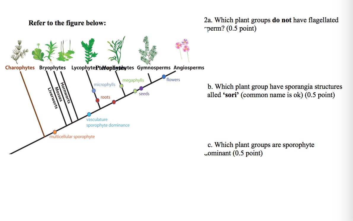 Refer To The Figure Below: 2A. Which Plant Groups Do | Chegg.com Refer To The Figure Below: 2A. Which Plant Groups Do | Chegg.com