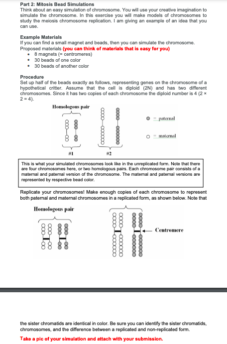 Part 2: Mitosis Bead Simulations Think about an easy | Chegg.com