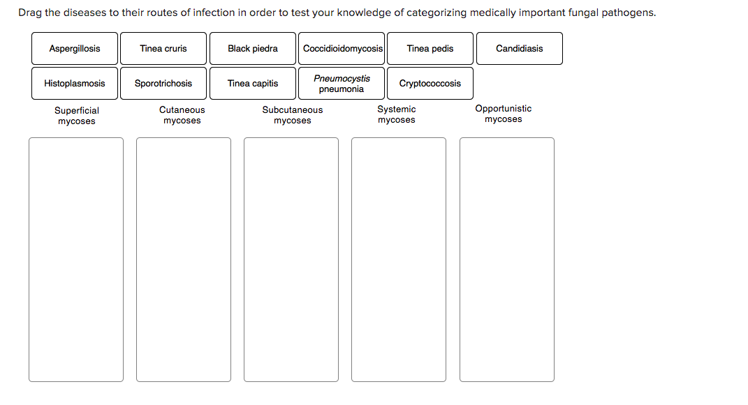 classification-of-medically-important-bacteria-basicmedical-key-riset