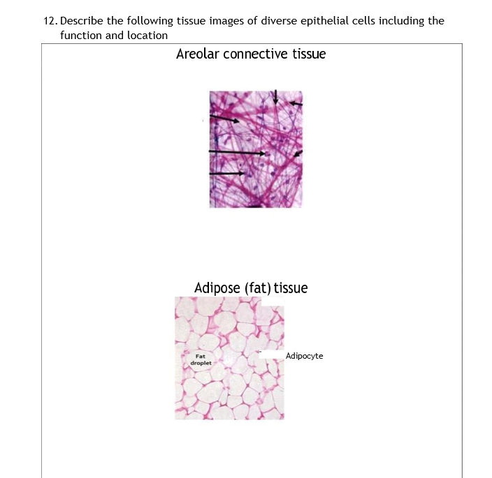Solved 12. Describe the following tissue images of diverse | Chegg.com