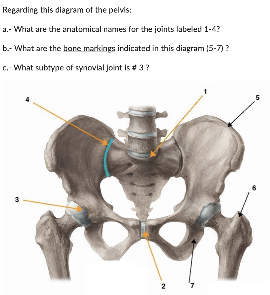 Pelvis: Anatomy [+ Labeled Diagram]