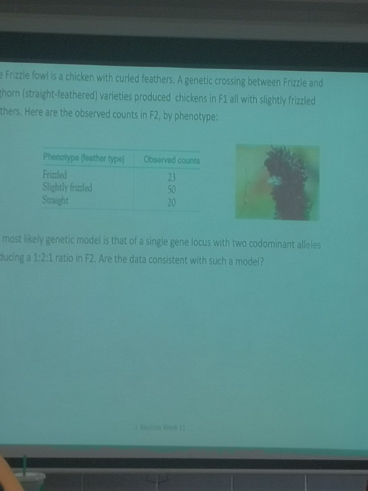 Solved Frizzle fowl is a chicken with curled feathers. A