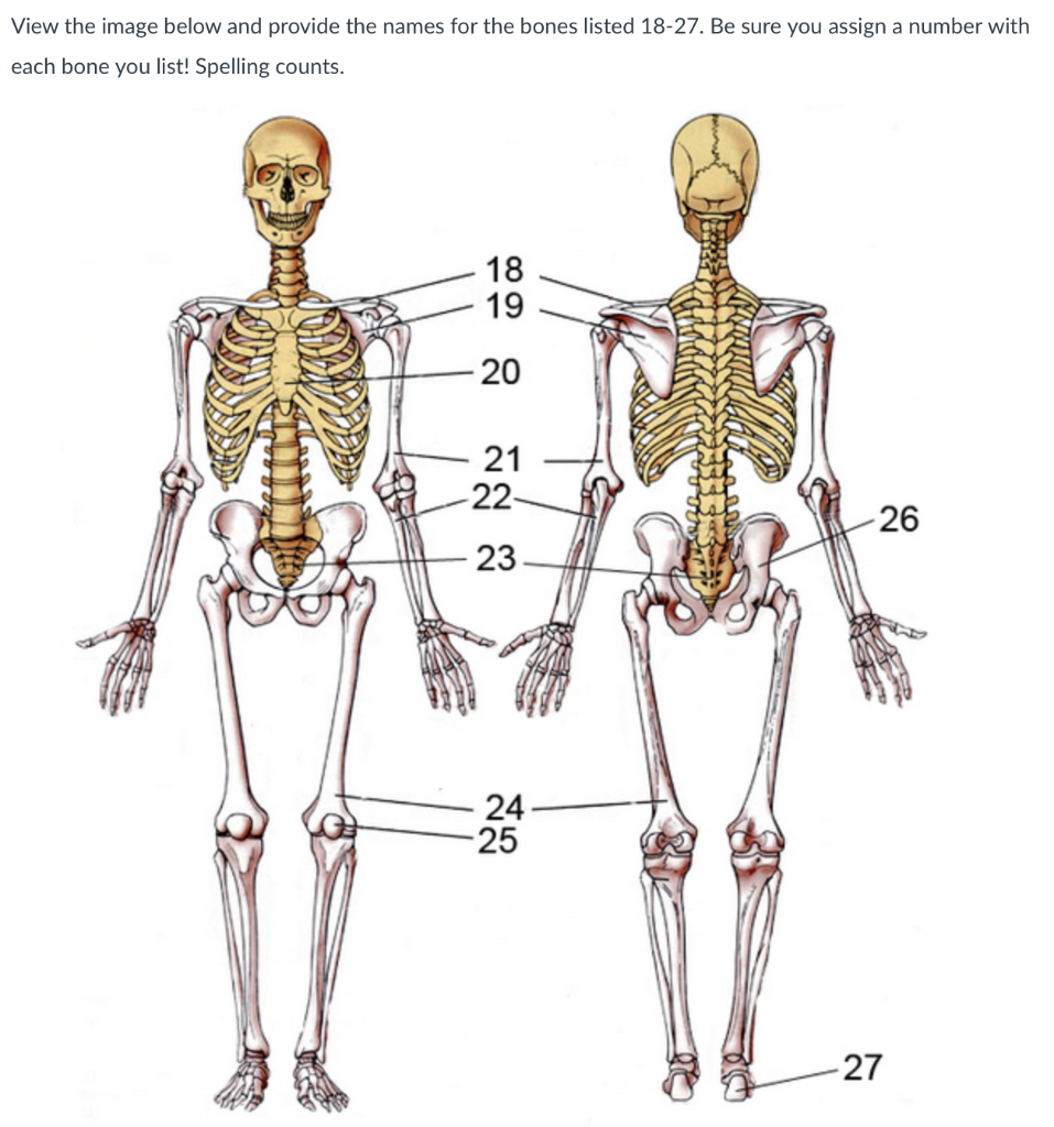 Solved View the image below and provide the names for the | Chegg.com