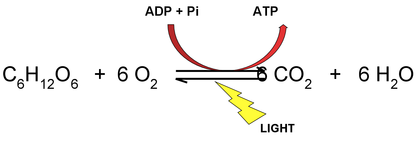 quantifying the inputs of atp and nadph and output of pi masteringbiology