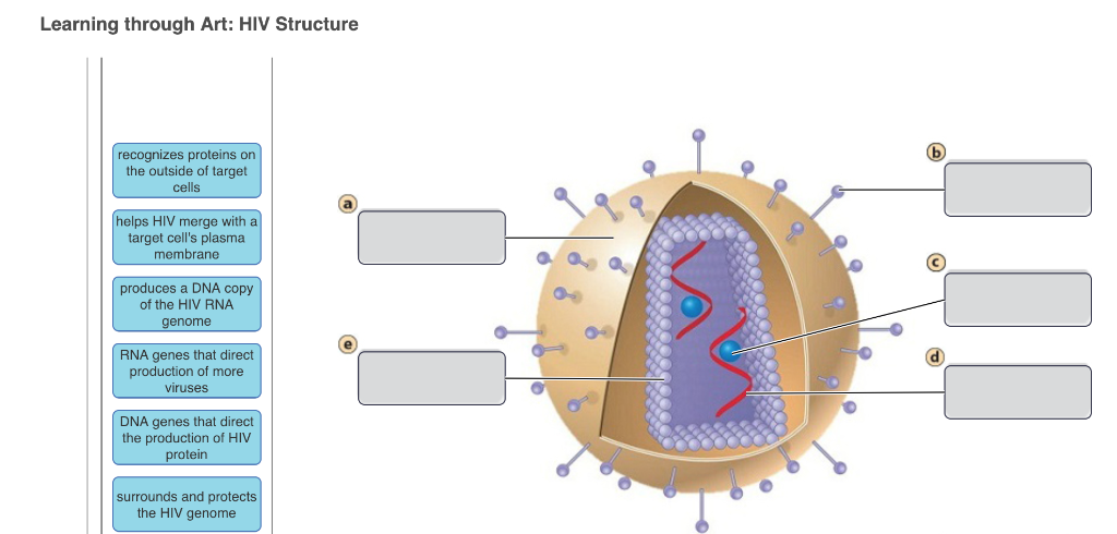 Match the labels on the diagram – Telegraph