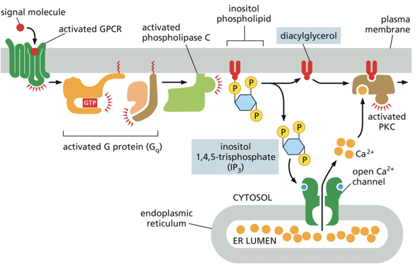 Инозитол при эндометриозе. Инозитолфосфатный механизм. Phospholipase c Pathway. Inositol phospholipids. Inositol trisphosphate.