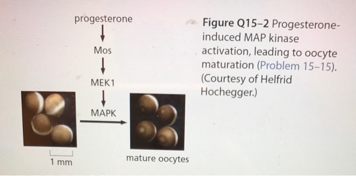 Solved 15-15 Activation maturation') of frog oocytes is | Chegg.com