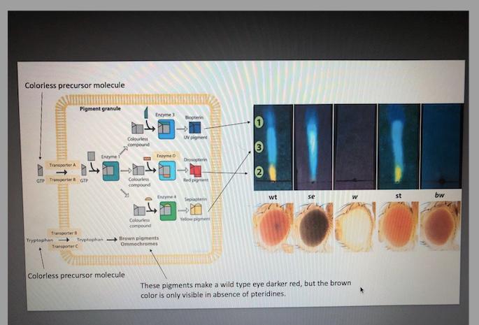 Solved Introduction In Drosophila melanogaster, eye color | Chegg.com