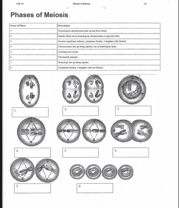 Solved Fal 13 Mtosis & Melosis Phases of Meiosis Name of | Chegg.com