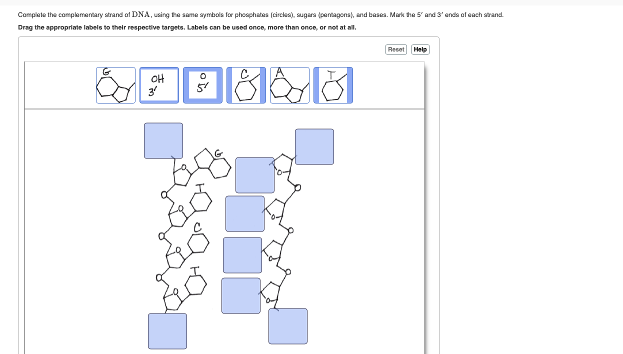 Solved Complete the complementary strand of DNA, using the