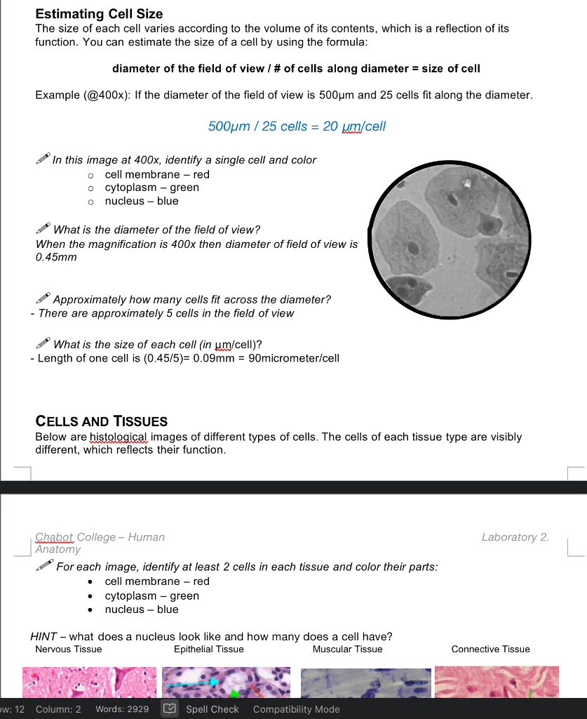 solved-estimating-cell-size-the-size-of-each-cell-varies-chegg