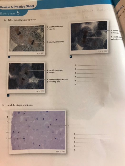 Solved Review & Practice Sheet Exercise 2. Label the cell | Chegg.com