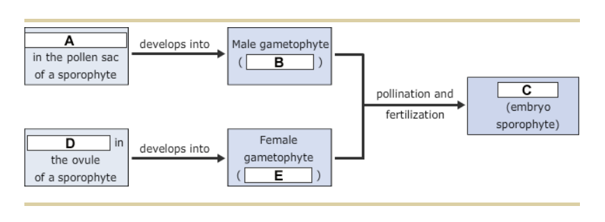 Solved 1 The Seed Bearing Plants Are The Gymnosperms And Chegg Com