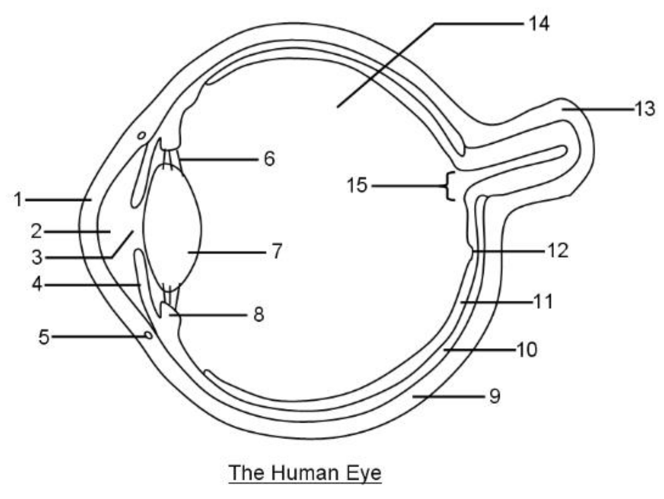 solved-the-human-eye-chegg