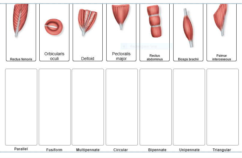 Solved Sh Orbicularis oculi Pectoralis major Deltoid Rectus