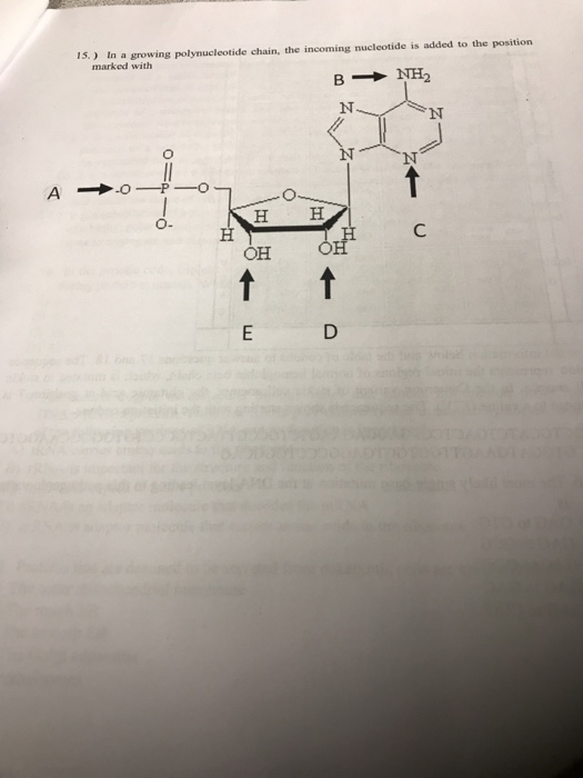 Solved 15. ) In a growing polynucleotide chain, the incoming | Chegg.com