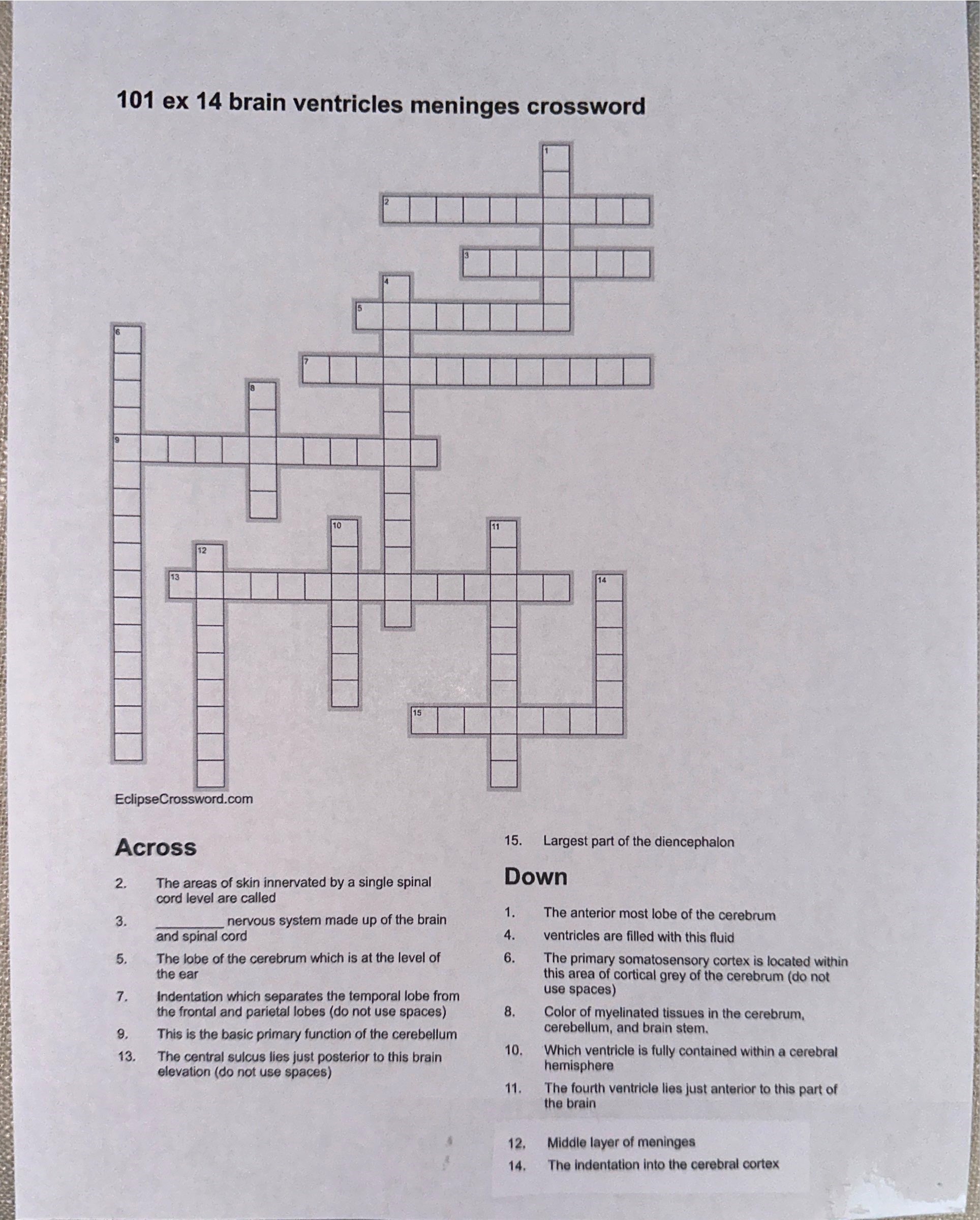 Solved 101 ex 14 brain ventricles meninges crossword Across | Chegg.com