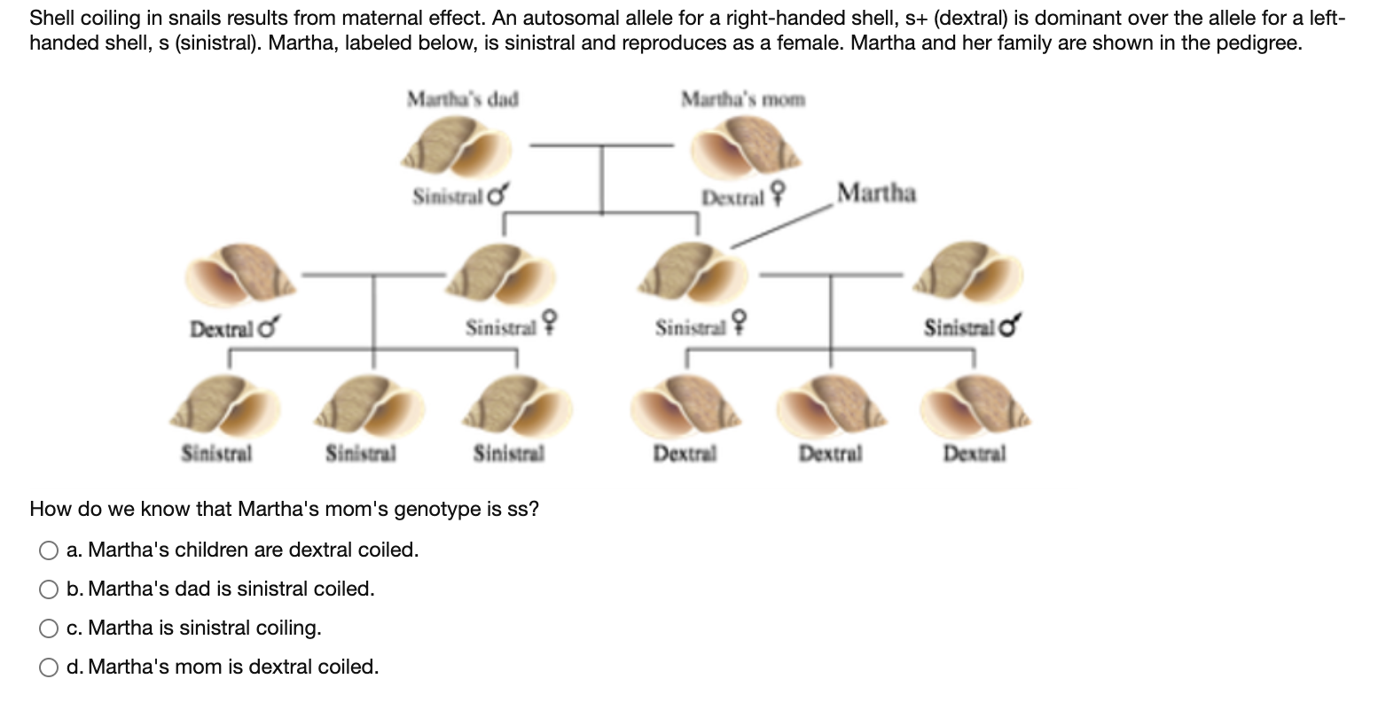 Solved Shell coiling in snails results from maternal effect. | Chegg.com