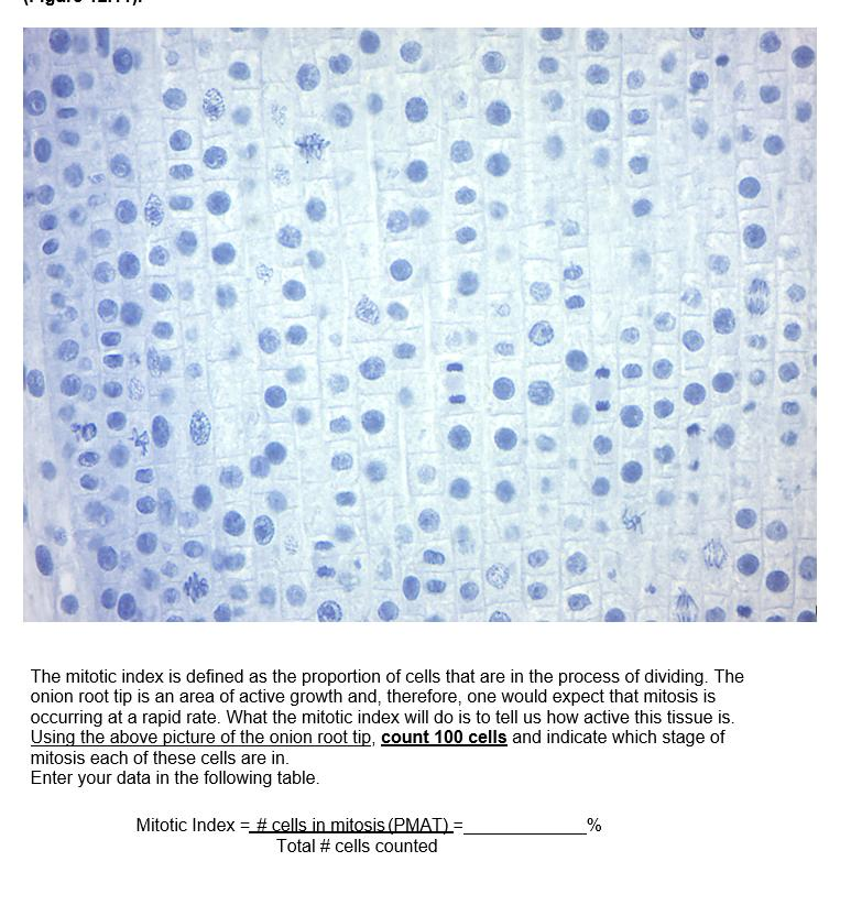 mitotic index experiment