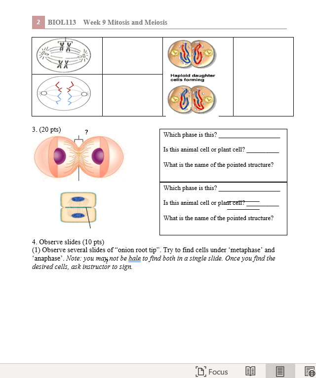 Solved 1. (10 pts) (1) If the parent cell starts out with 24 | Chegg.com