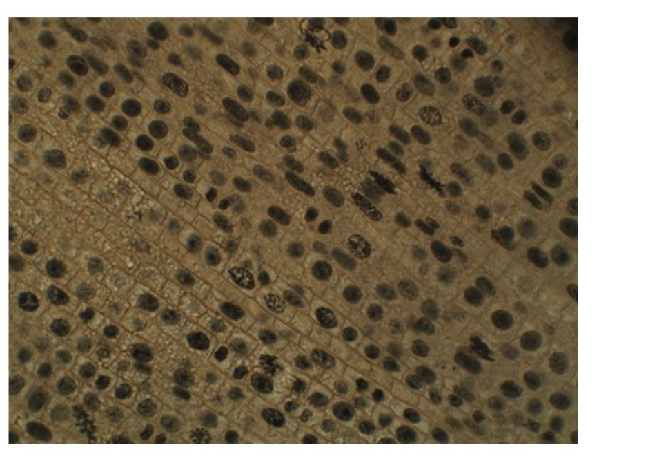 Solved Analyze the Onion Root tips images below and label | Chegg.com