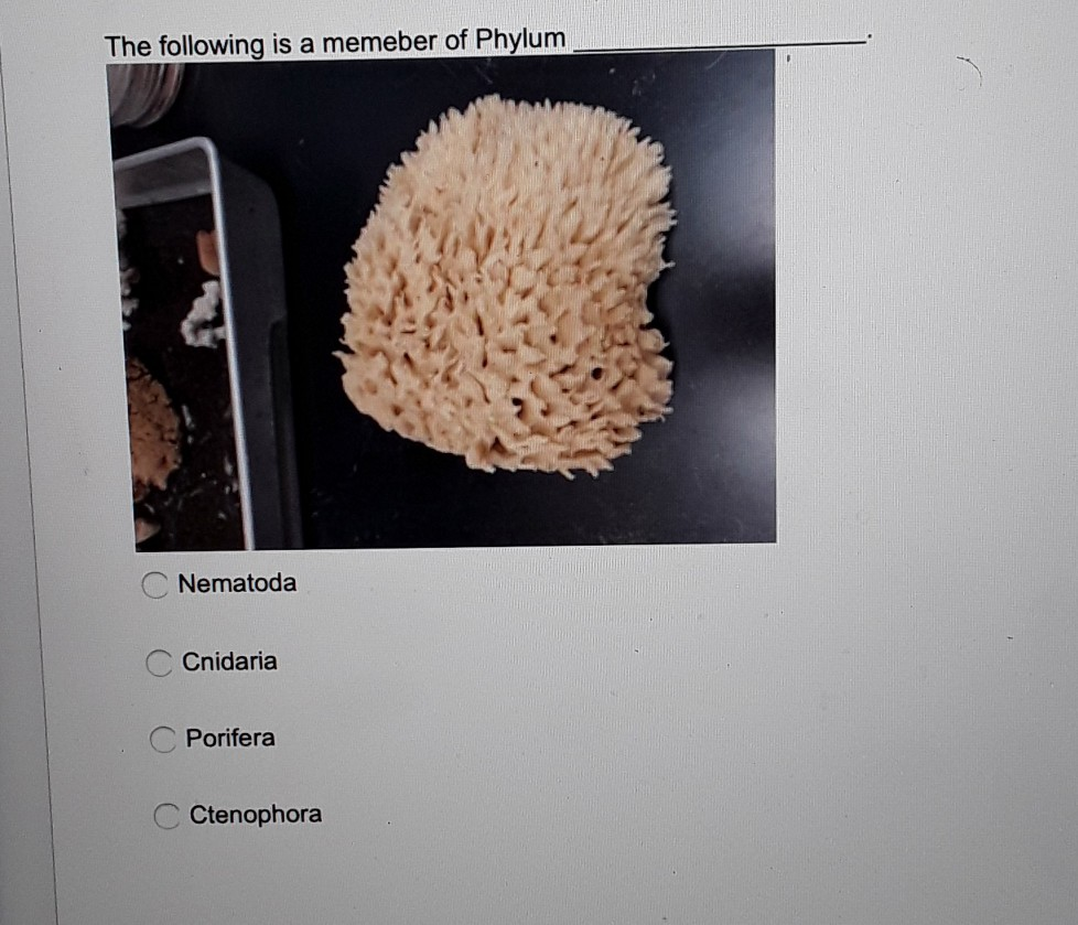 Solved This sponge is a member of Class Hexactinellida