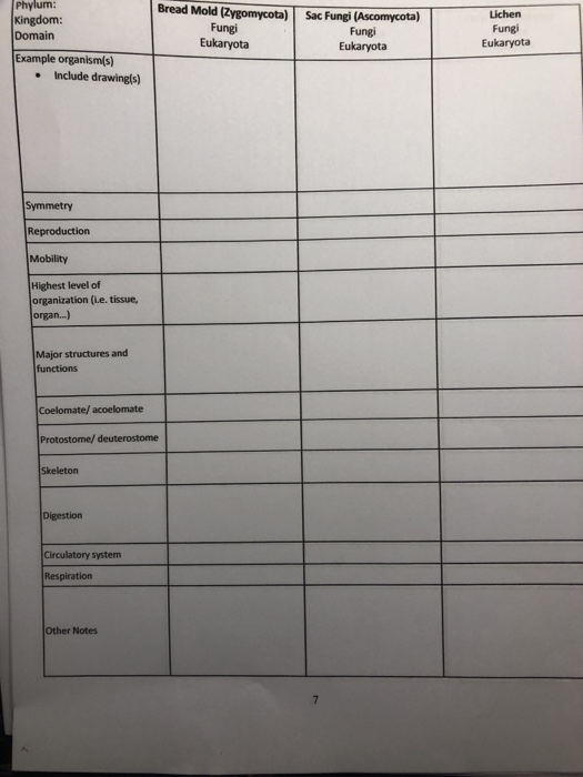 solved-phylum-domain-example-organism-s-bread-mold-chegg
