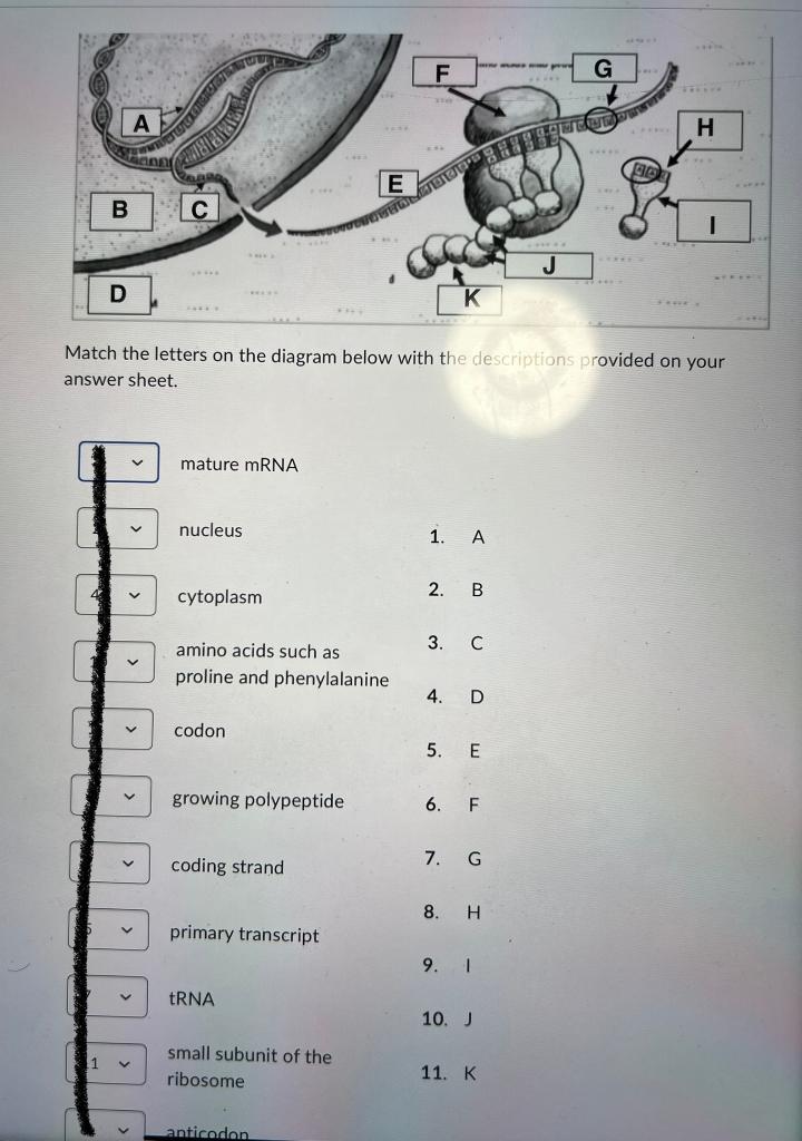 Solved Match the letters on the diagram below with the | Chegg.com