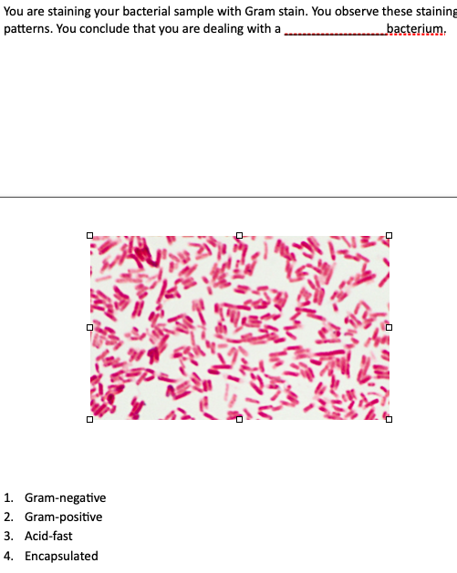 Solved You are staining your bacterial sample with Gram | Chegg.com