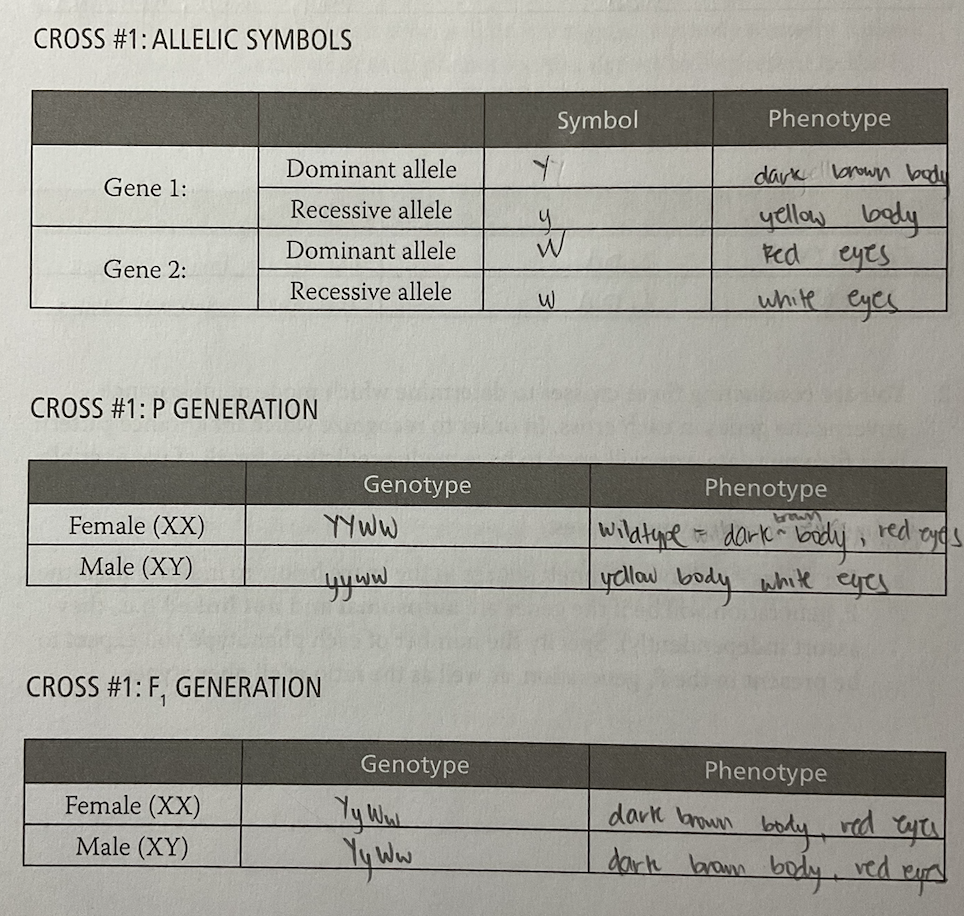 Solved CROSS #1: ALLELIC SYMBOLS Phenotype Dark Brown Body | Chegg.com