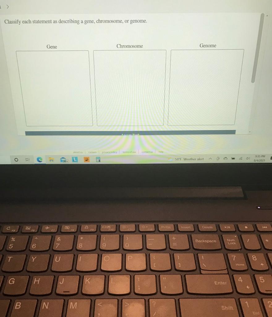Solved Classify each statement as describing a gene, | Chegg.com