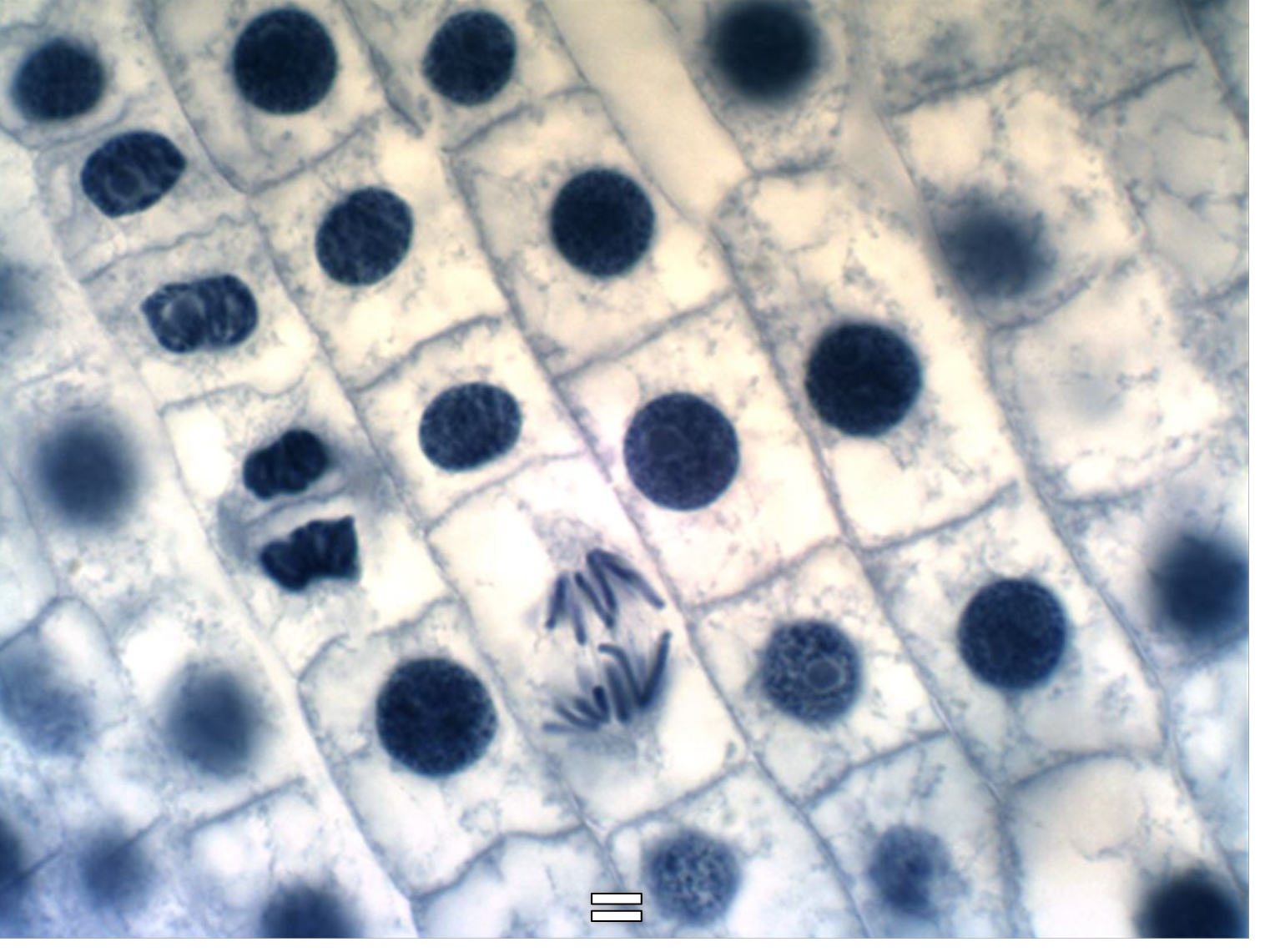 Solved In what stage or stages of the cell cycle were most | Chegg.com