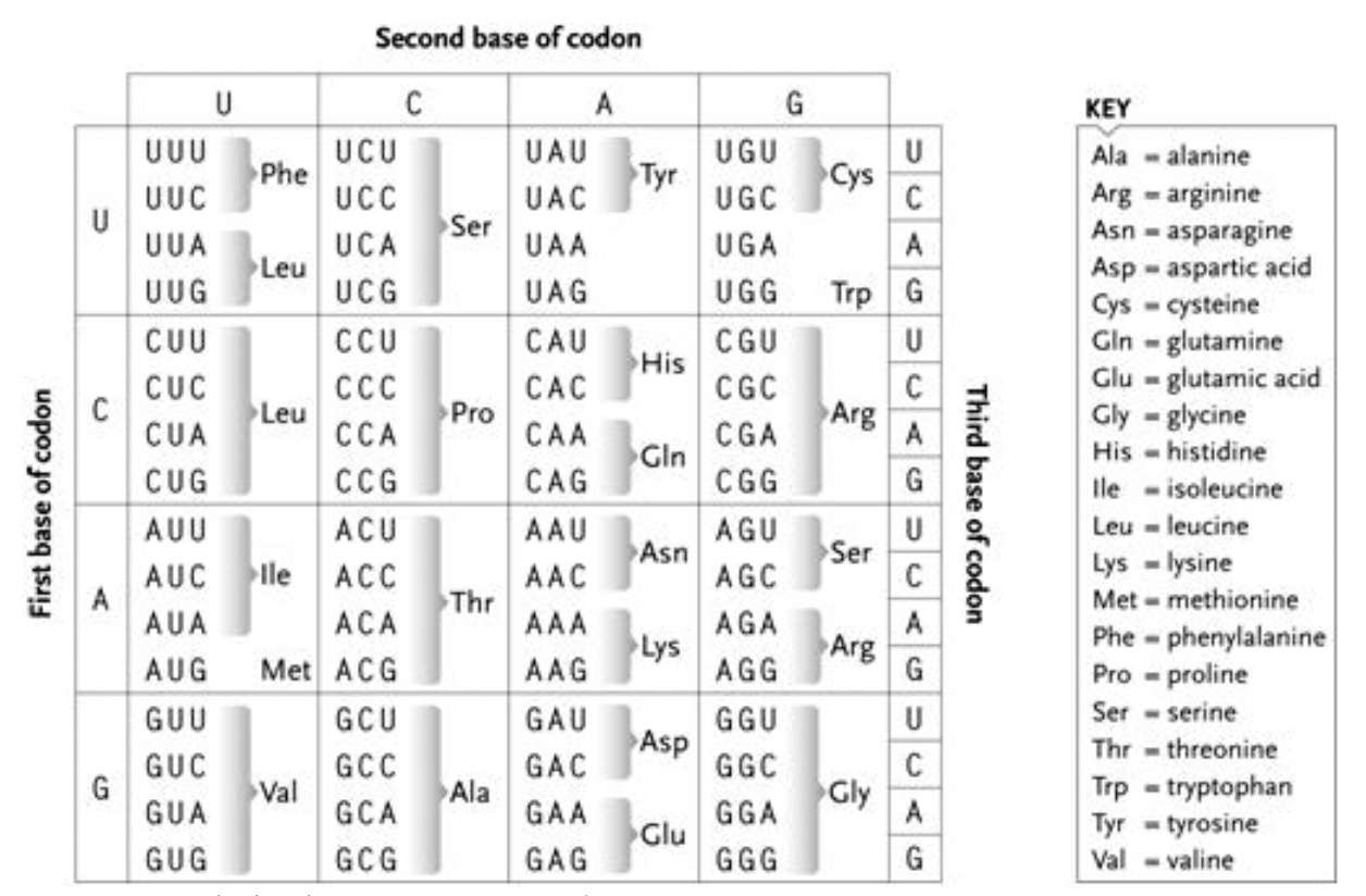 Solved Second base of codon UAU UGU UUU UUC Phe UCU UCC UUA | Chegg.com