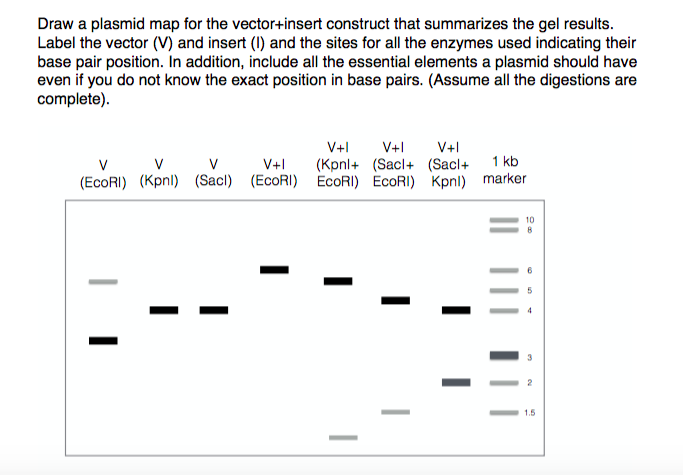 Solved Draw a plasmid map for the vector+insert construct | Chegg.com