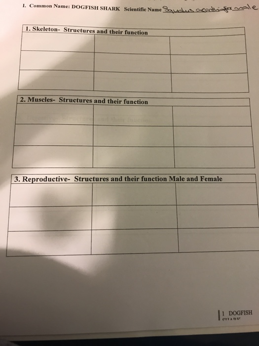 Solved I. Common Name DOGFISH SHARK Scientific Name 1.