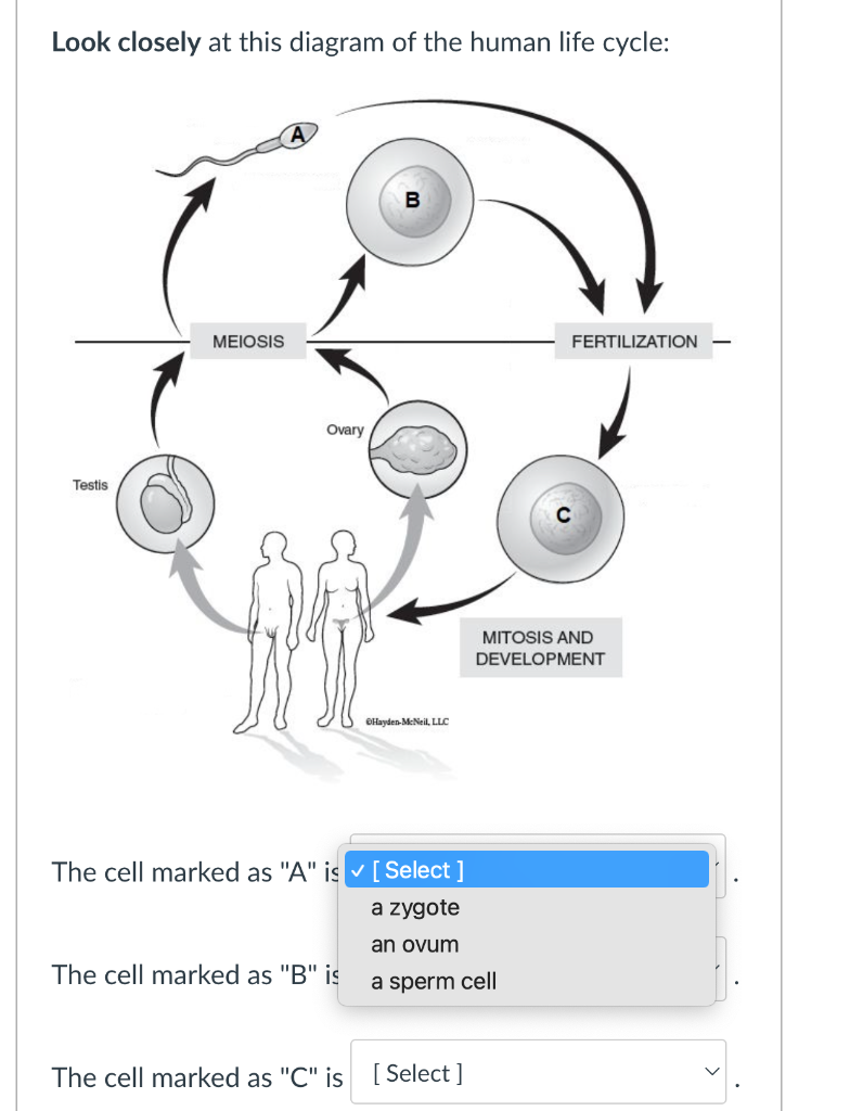 human life cycle diagram