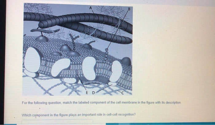 Solved For the following question, match the labeled | Chegg.com
