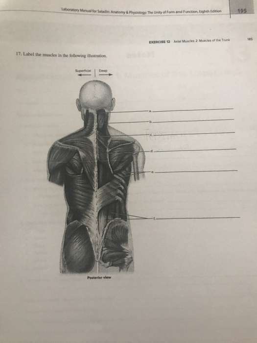 Solved Laboratory Manual for Saladin Anatomy & Physiology.