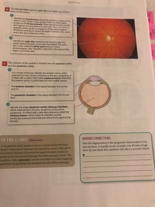 Solved The macula lutea and the optic disc are highly