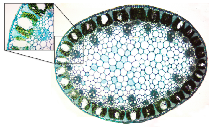 Solved Identify whether this is a monocot or eudicot plant | Chegg.com