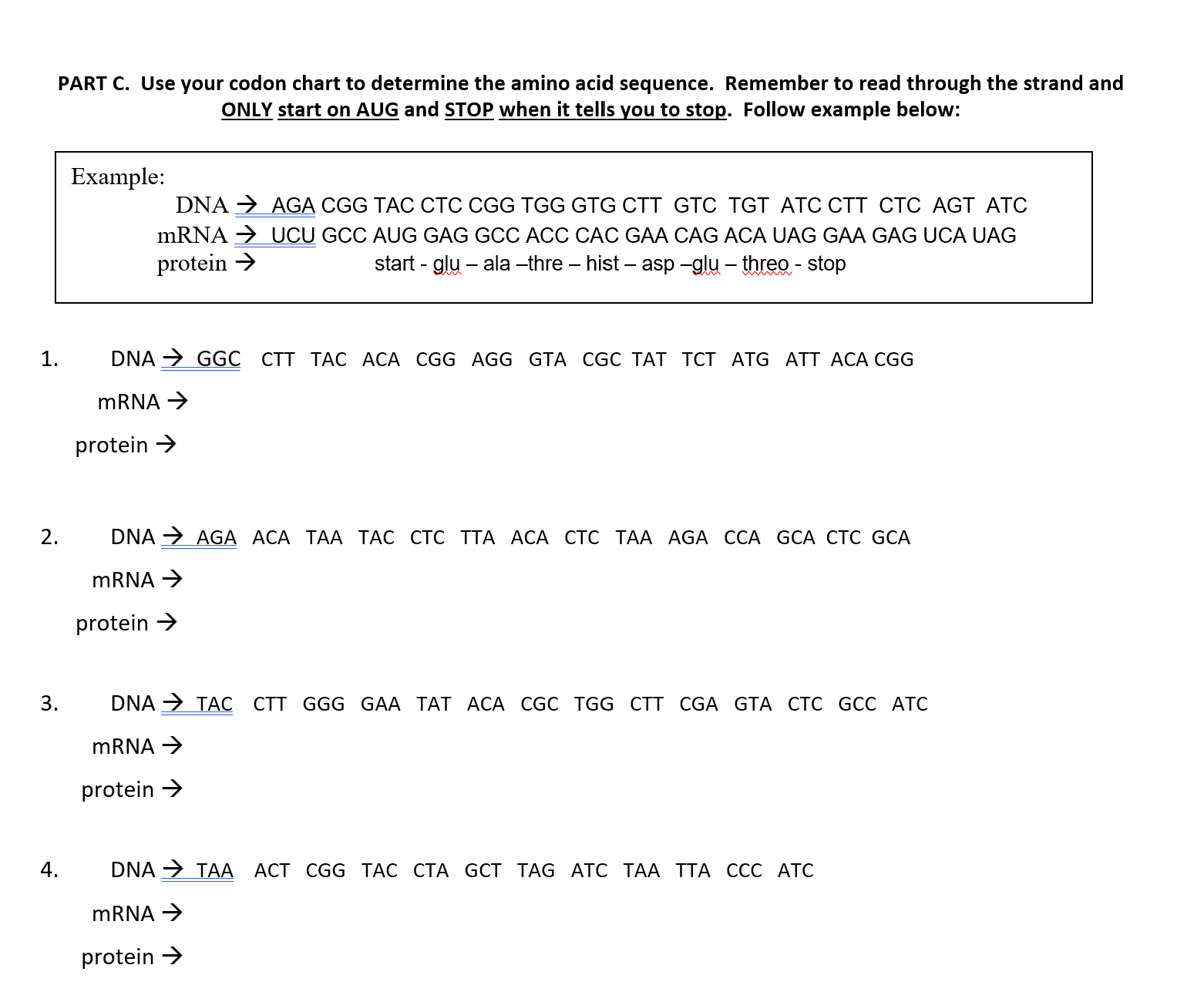 Solved PART C. Use your codon chart to determine the amino | Chegg.com