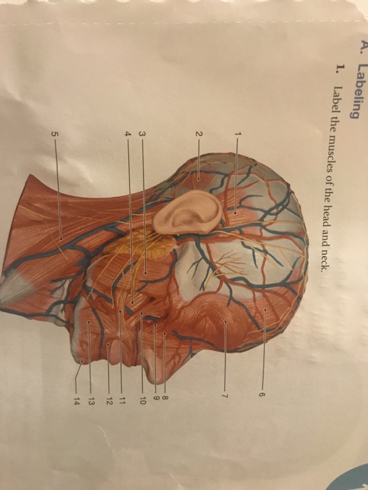 Solved A. Labeling 1. Label The Muscles Of The Head And | Chegg.com