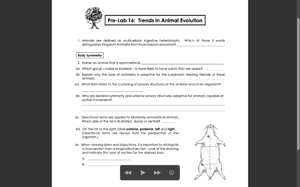 Question PreLab 16 Trends In Animal Evolution 1. Animals Are Defined