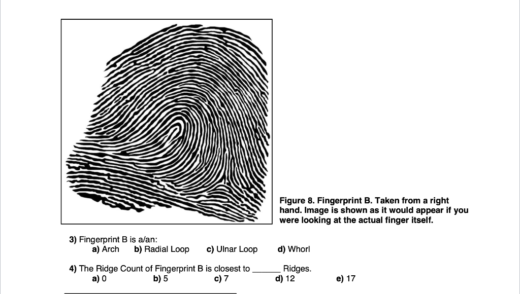 ulnar loop vs radial loop fingerprint