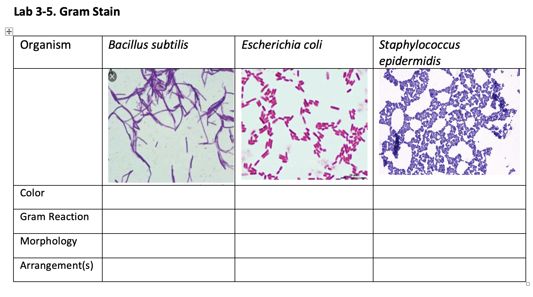 staphylococcus epidermidis gram stain