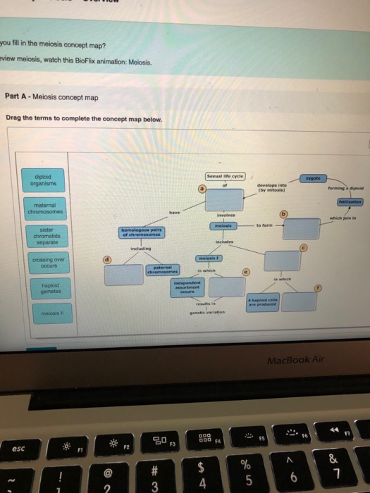 Bioflix Activity Meiosis Concept Map United States Map