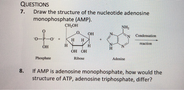 Solved QUESTIONS 7. Draw the structure of the nucleotide | Chegg.com