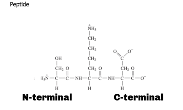 Solved Instructions: In the tripeptide above, 1. Label the | Chegg.com