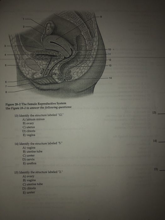 solved-10-12-13-14-figure-28-2-the-female-reproductive-chegg